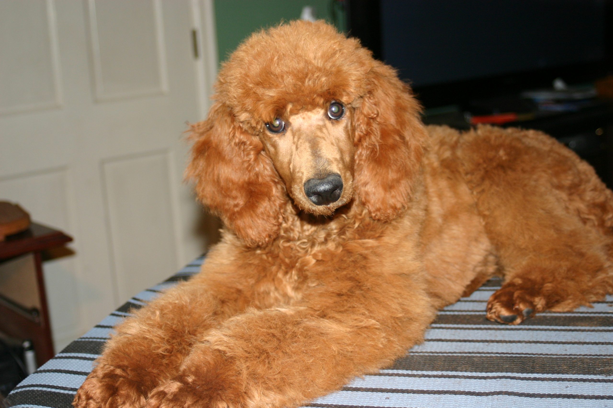 Ginger poodle cheap